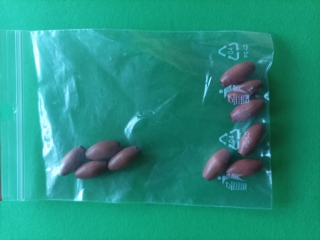 Perla béžová 14x7 mm 10ks